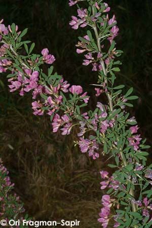 Salt - salt-tree - Halimodendron halodendron - чингиль серебристый, чамыш